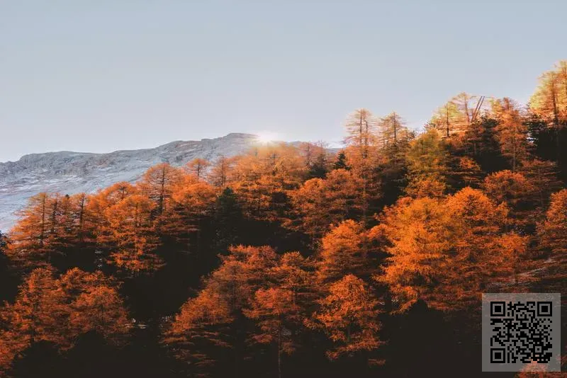 譯科思 (香港) 科技有限公司