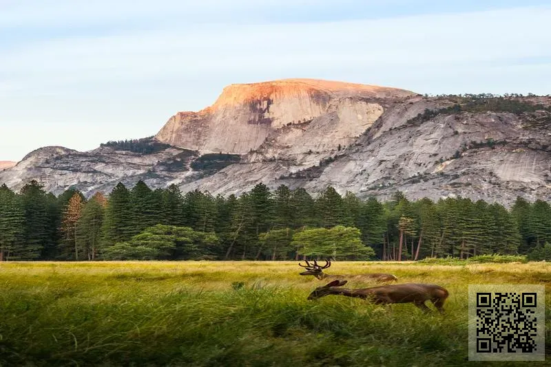 Luciano Trading Limited