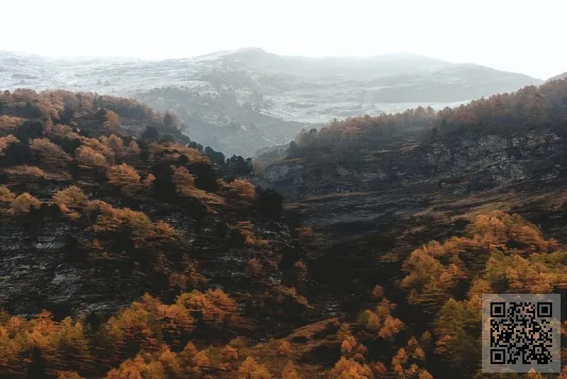 多利陳貿易有限公司