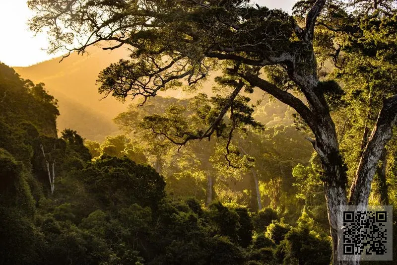 綠洲之星投資有限公司