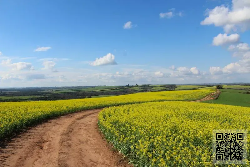 Sakurado Co., Limited