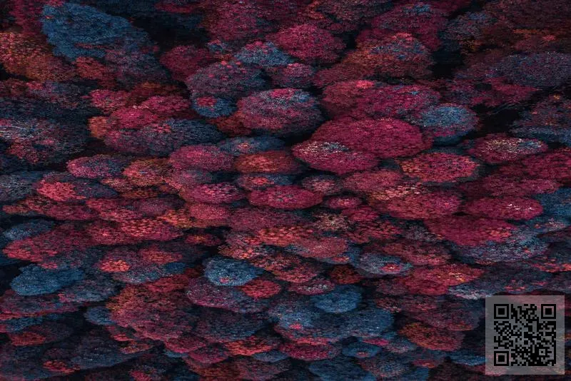 香港斯凡健康生技國際有限公司