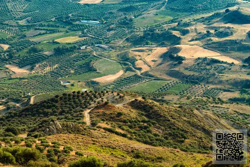 Hong Kong Charlie Bears Limited -The-