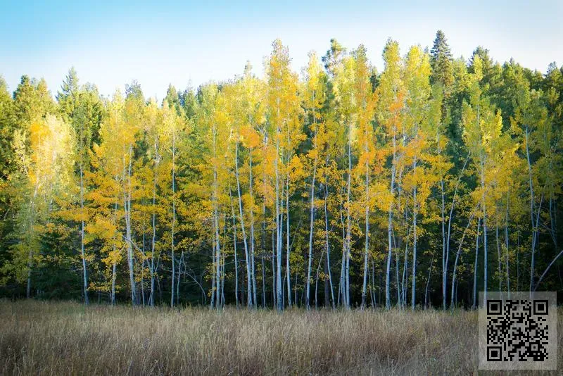 萬維達(香港)有限公司