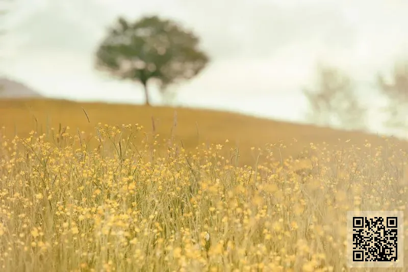 錦大國際有限公司