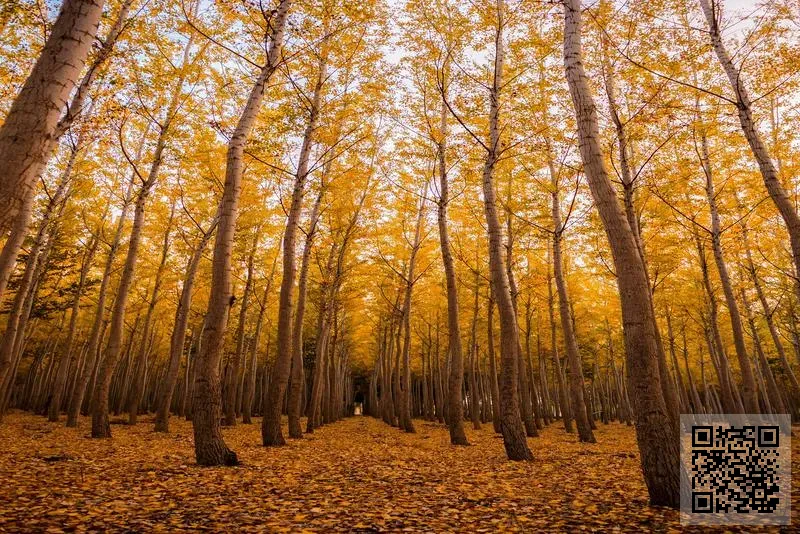 EJJ INTERNATIONAL LIMITED