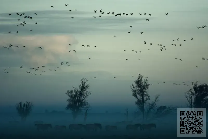 香港卡路尼奧服飾有限公司