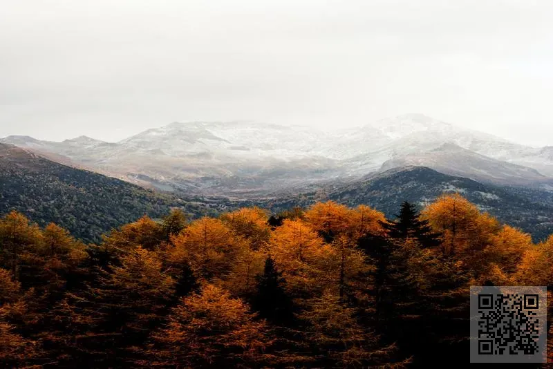 凱明顧問有限公司